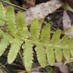 Asplenium capense Blatt