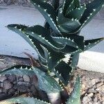 Aloe distans Лист