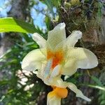 Stanhopea saccata