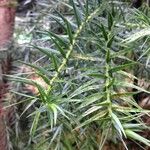 Araucaria angustifolia Hoja