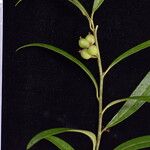 Sarcococca saligna موطن