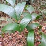 Geonoma elegans Leaf