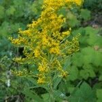 Solidago canadensisFlower