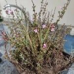 Micromeria marginata Hoja