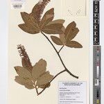Faurea discolor Sonstige