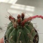 Matucana madisoniorum 葉