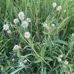 Trifolium montanum Habit