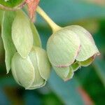 Helleborus foetidus Flor