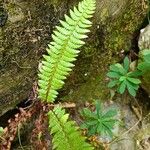 Polystichum aculeatum Blad