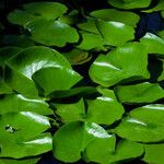 Nymphaea odorata Leaf