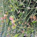 Euphorbia bracteata Leaf