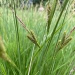 Carex stricta Leaf