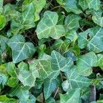 Hedera hibernica पत्ता