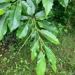 Castanea crenata Leht