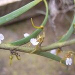 Nephrangis bertauxiana Flower