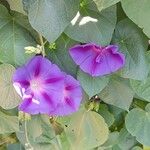 Ipomoea tricolor 形態