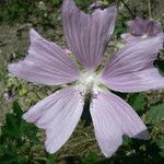 Malva longiflora Flower