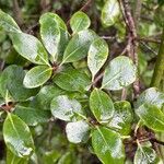 Pittosporum tenuifolium Leaf