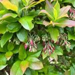 Vaccinium cylindraceum Flor