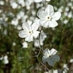 Omphalodes linifolia Kvet