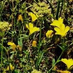 Linum flavum Elinympäristö