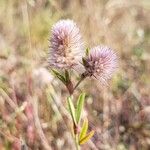 Trifolium arvenseЦветок