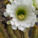 Echinopsis bridgesii Flor