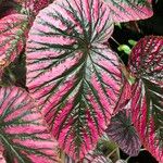 Begonia brevirimosa Habit