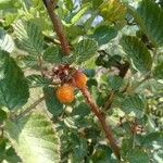 Rubus ellipticus Fruit