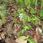 Cynorkis debilis Habit