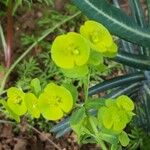 Euphorbia biumbellata Цветок