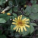 Hieracium murorum花