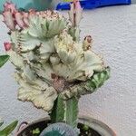 Euphorbia lacteaSonstige