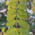 Rosa roxburghii Leaf