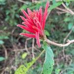 Aphelandra scabra Flor