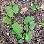 Phlomis russeliana Habitus