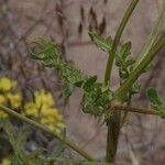 Phacelia ramosissima 樹皮