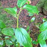 Begonia meridensis Hoja