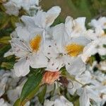 Rhododendron augustinii Λουλούδι