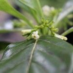 Antirhea borbonica Kvet