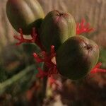 Jatropha podagrica Leaf