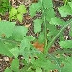 Lactuca floridana Hoja