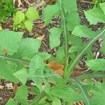 Lactuca floridana Blad