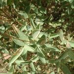 Adenocarpus cincinnatus