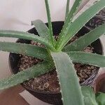 Aloe vera 葉