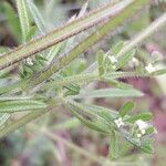 Galium aparine Rhisgl