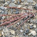 Bothriochloa ischaemum Flower