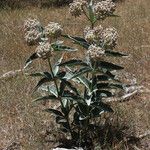 Asclepias eriocarpa Alkat (teljes növény)