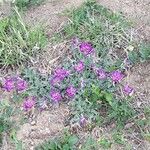 Astragalus missouriensis Staniste