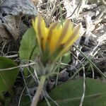 Taraxacum obovatum Yaprak
